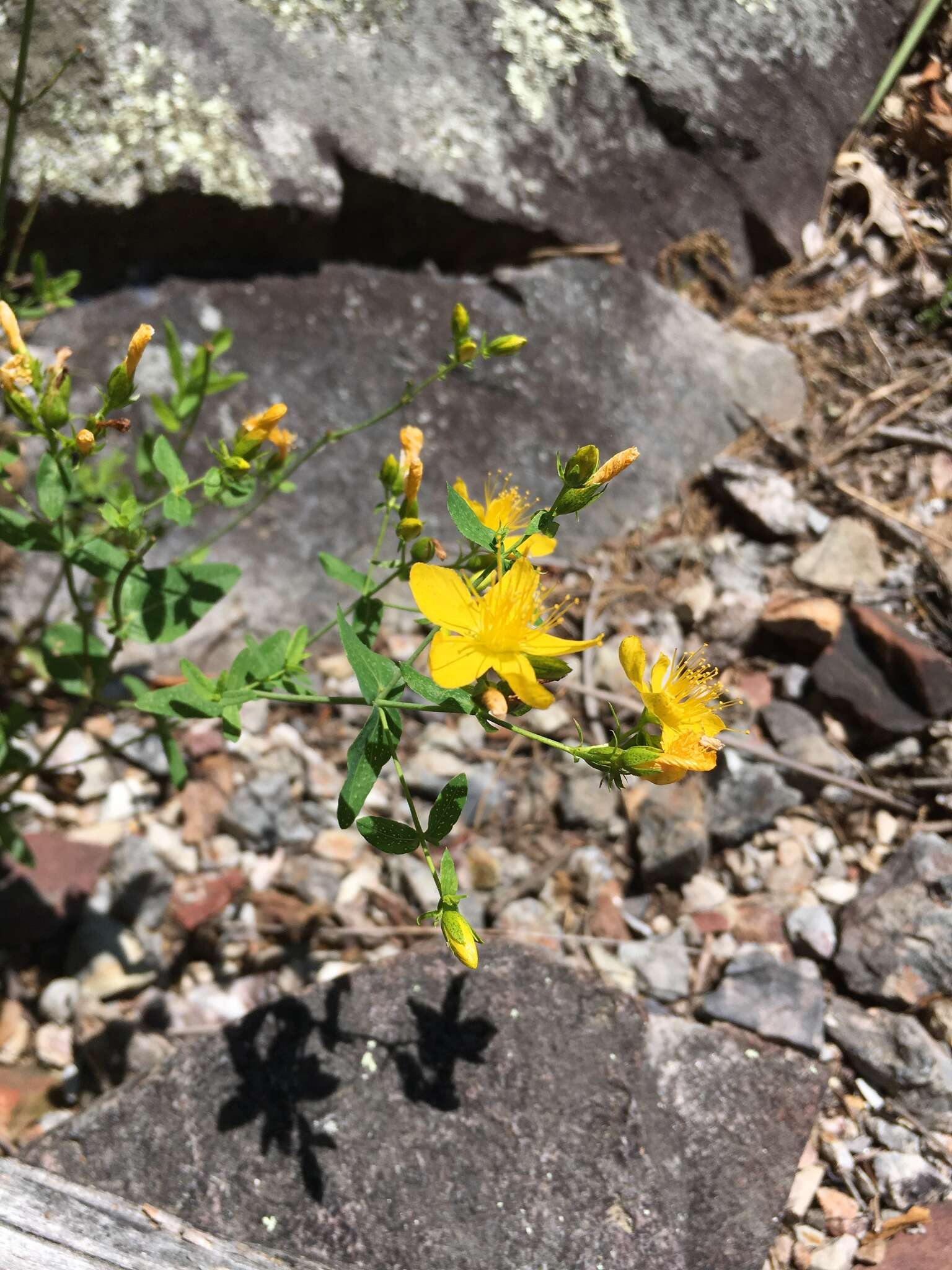 Imagem de Hypericum pseudomaculatum Bush