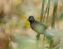 Image of Hafferia fortis (Sclater, PL & Salvin 1868)