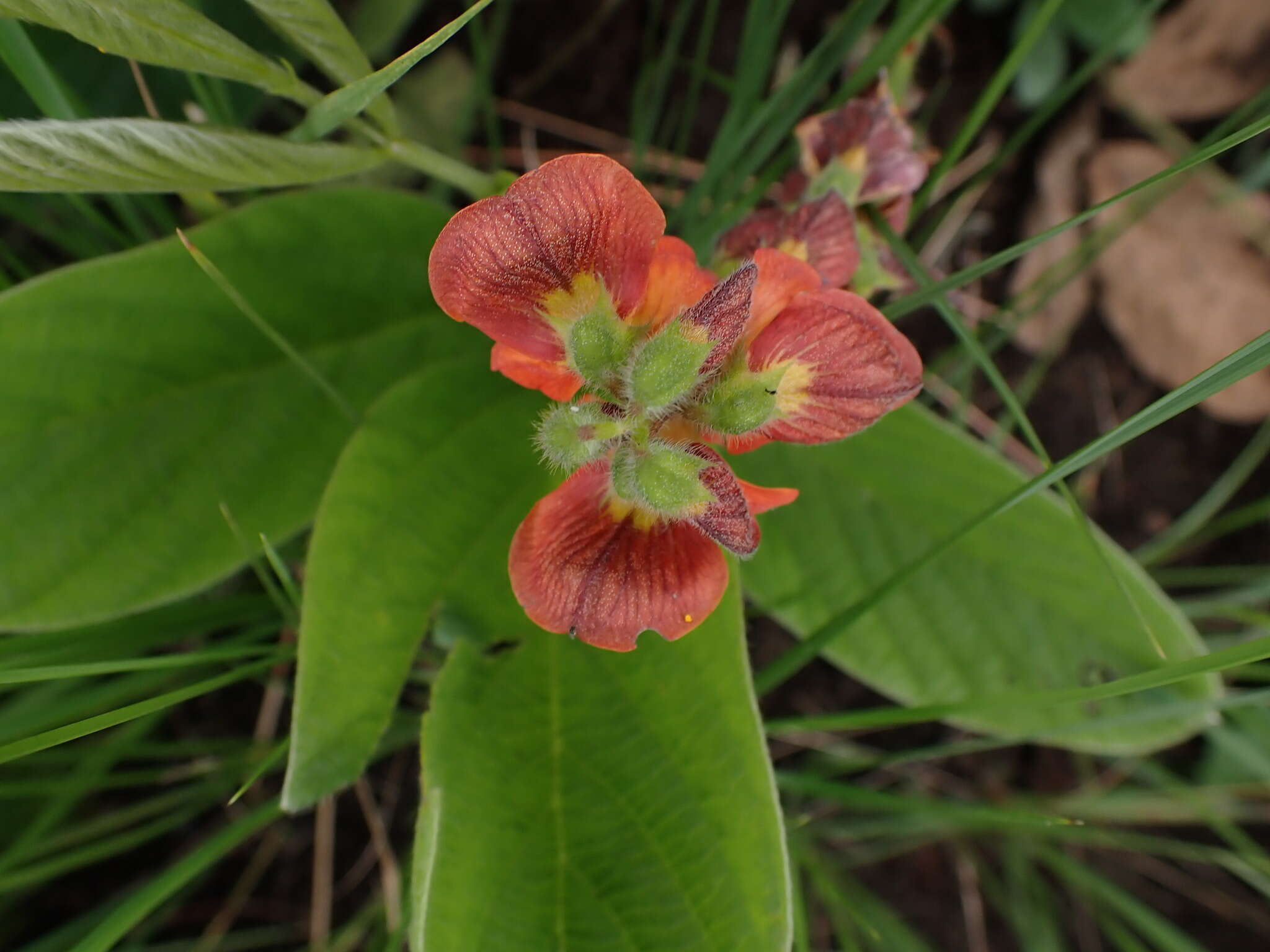 Image of Eriosema distinctum N. E. Br.