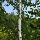 Image of Betula papyrifera Marshall