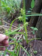 Image de Carex gigantea Rudge