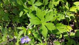 Image of spotted geranium