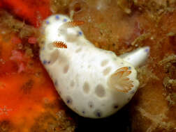 Image de Hypselodoris lacuna Gosliner & R. F. Johnson 2018