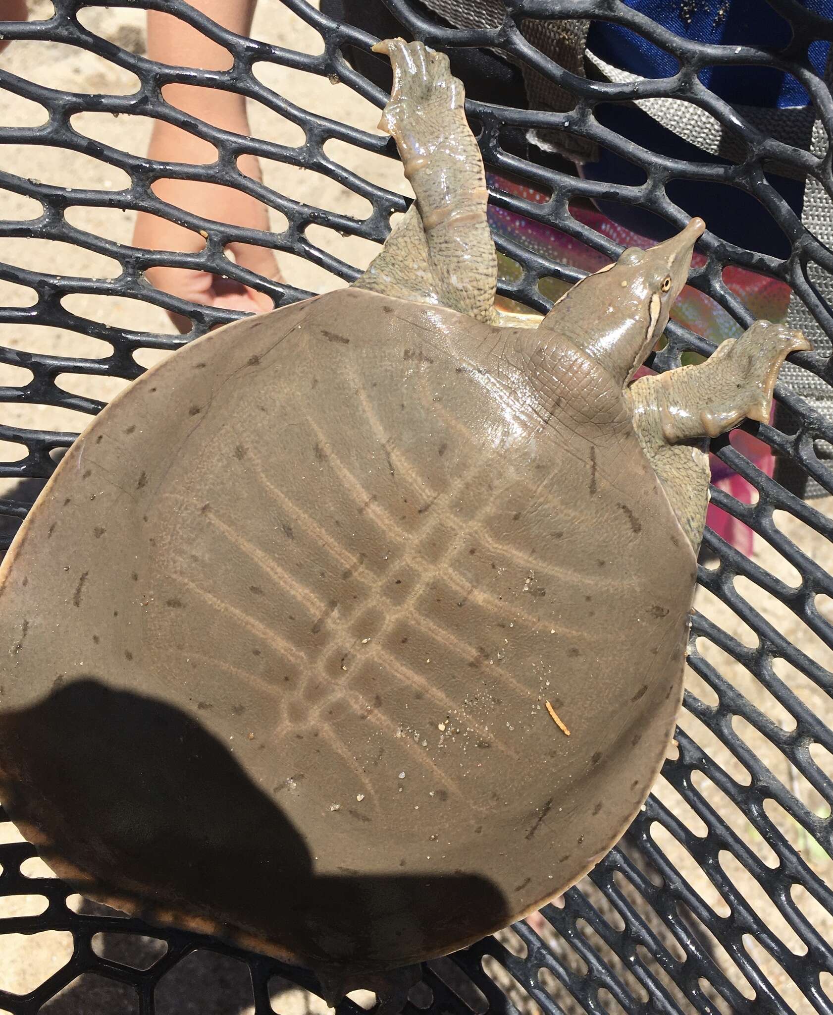 Image of Midland Smooth Softshell Turtle