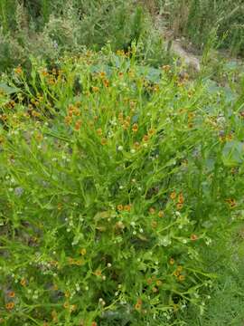 Image of smallhead sneezeweed