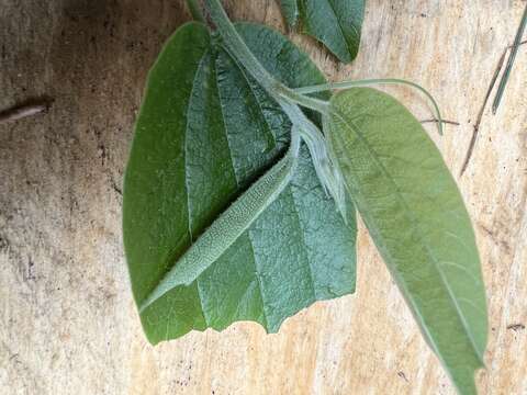 Passiflora trinervia (Juss.) Poir.的图像