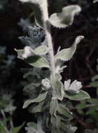 Image of Fynbos Everlasting