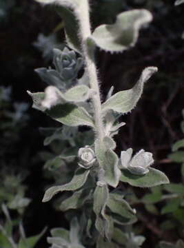 Слика од Helichrysum dasyanthum (Willd.) Sw.