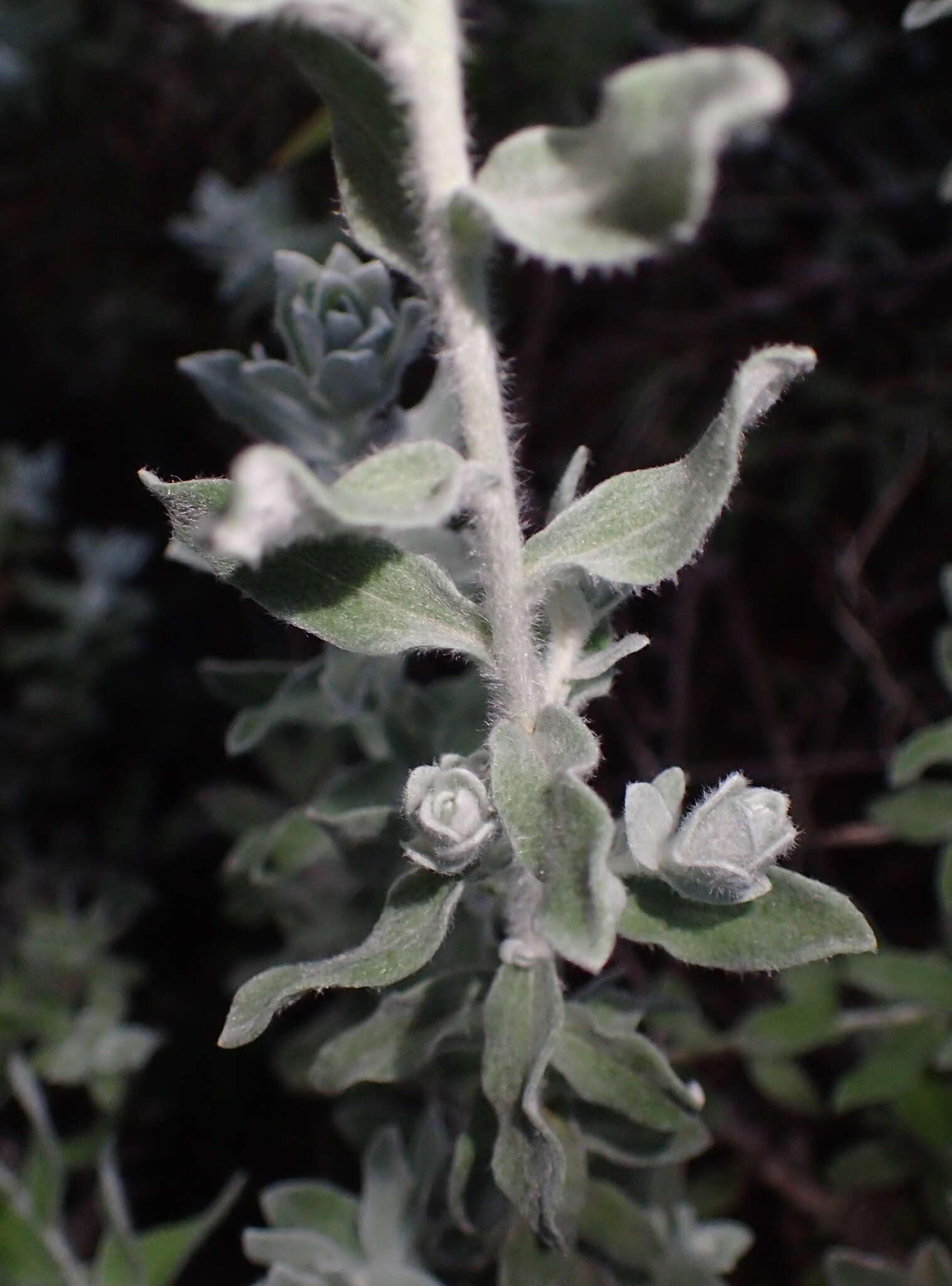 Imagem de Helichrysum dasyanthum (Willd.) Sw.