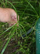 Image of Cyperus leptocladus Kunth