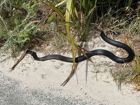 Image of Dugite