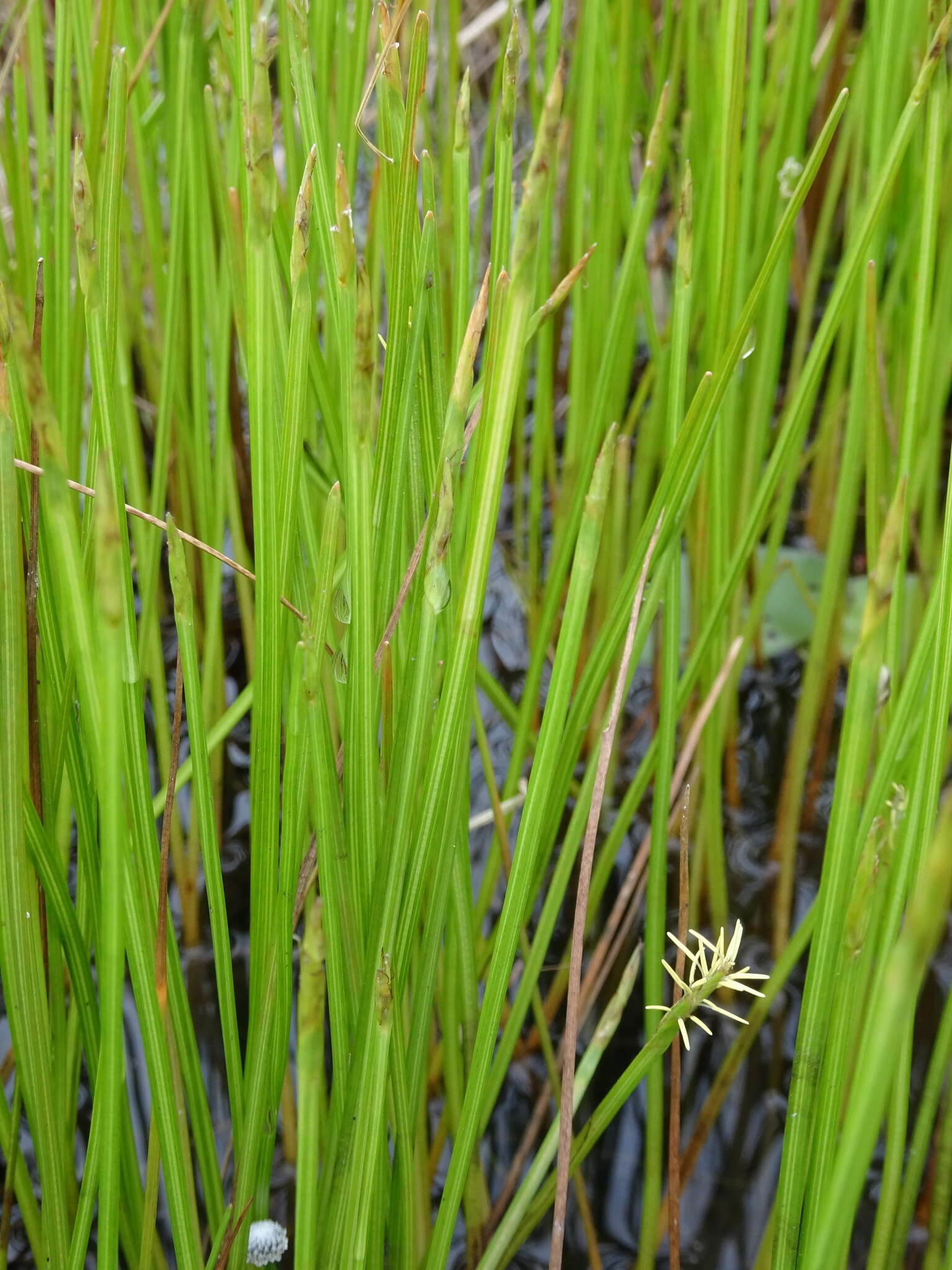 Image of Robbins' Spike-Rush