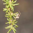 Image of Two-horned Crab Spider