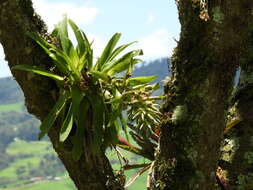 Tillandsia biflora Ruiz & Pav. resmi