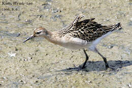 Image of Ruff