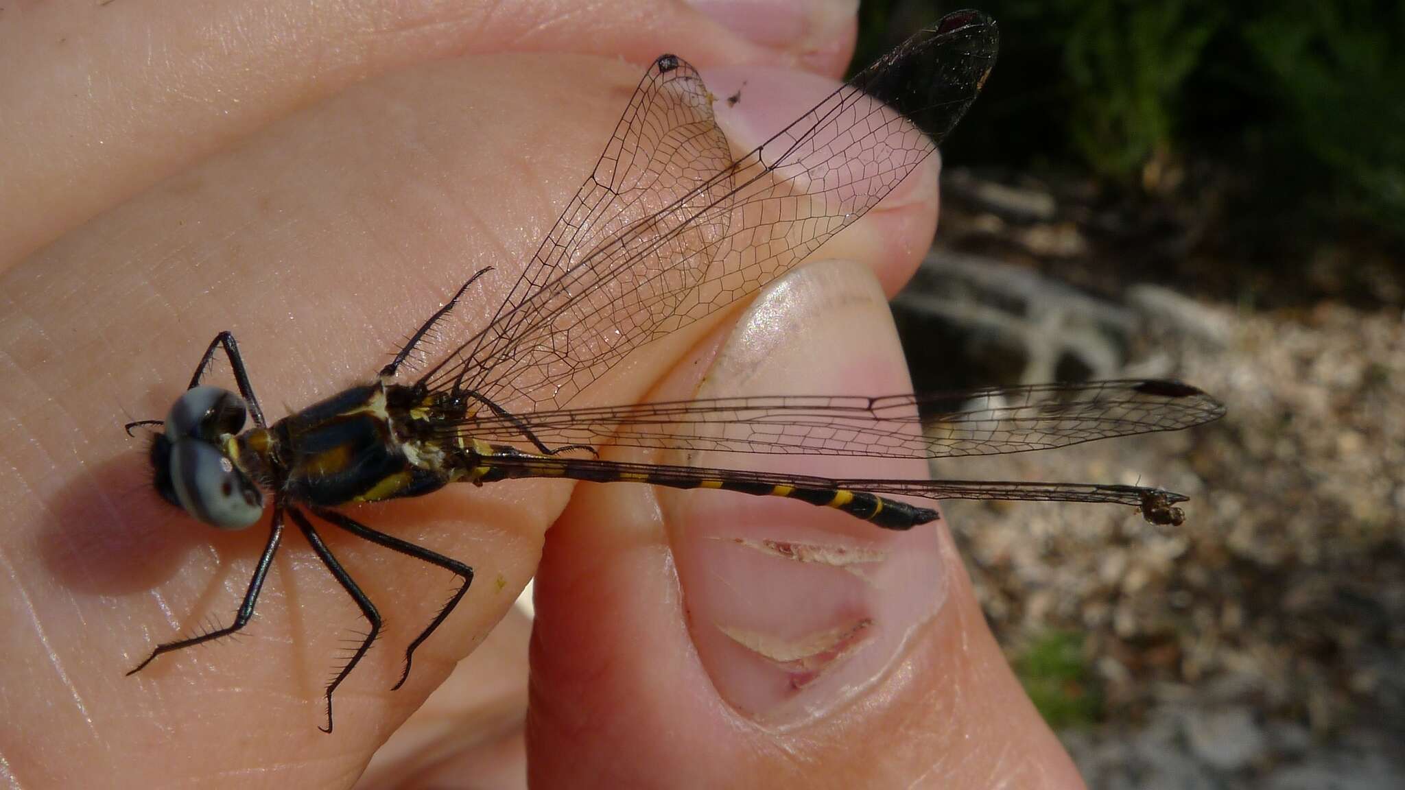 Слика од Cordulephya pygmaea Selys 1871