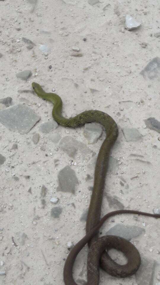 Image of Big-eyed mountain keelback