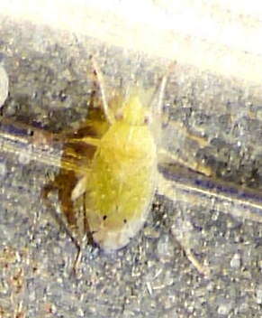 Image of Cotton Fleahopper