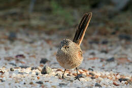 Image of Thick-billed Grasswren