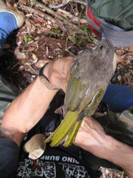 Image of Cinereous Bulbul