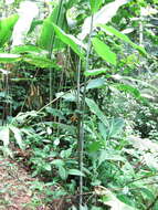 Imagem de Costus glaucus Maas