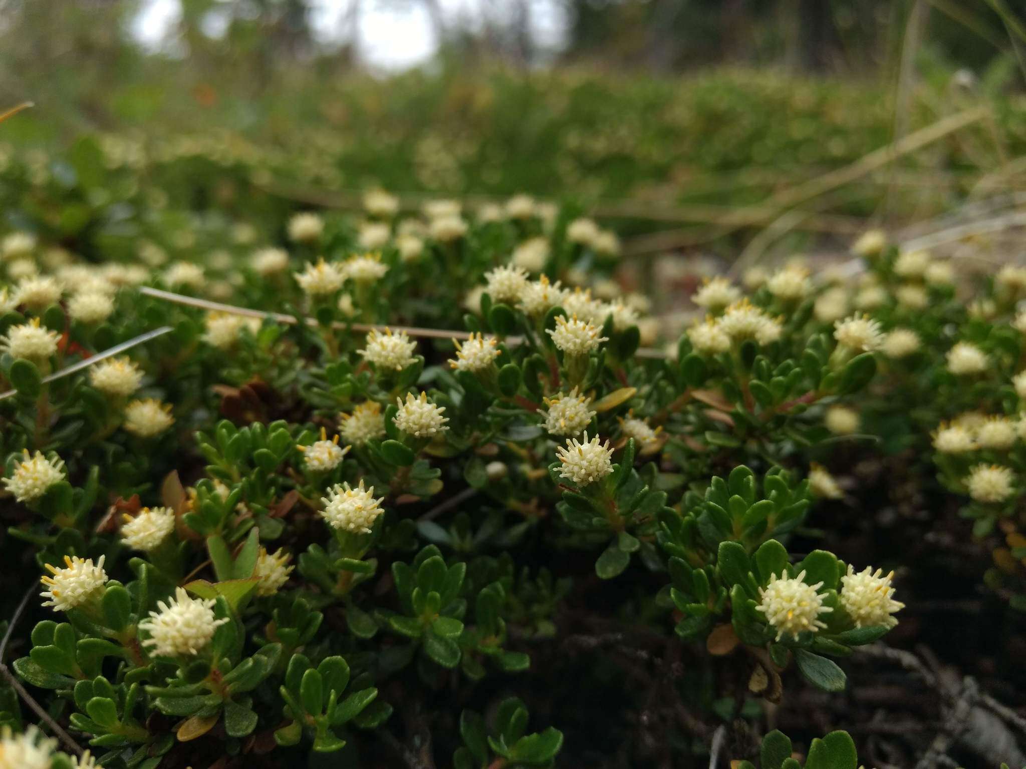 Image of Baccharis magellanica (Lam.) Pers.