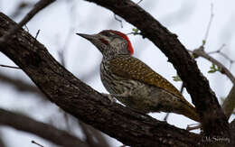 Image of Golden-tailed Woodpecker