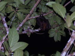 Image of Admiralty Flying Fox