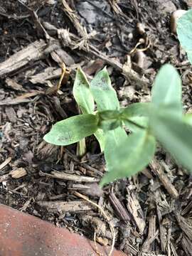 Image of Atocion armeria (L.) Fourr.