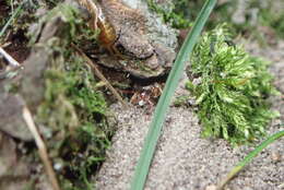 Image of Lasius speculiventris Emery 1893