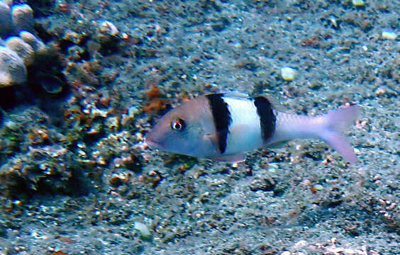 Image of Doublebar goatfish