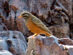 Sivun Emberiza tahapisi nivenorum (Winterbottom 1965) kuva