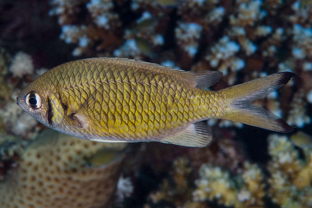 Image de Chromis weberi Fowler & Bean 1928