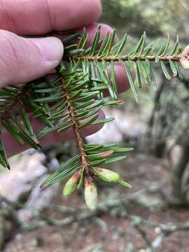 Image of Tsuga chinensis var. chinensis