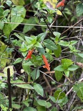 Image of Clinopodium macrostemum (Moc. & Sessé ex Benth.) Kuntze