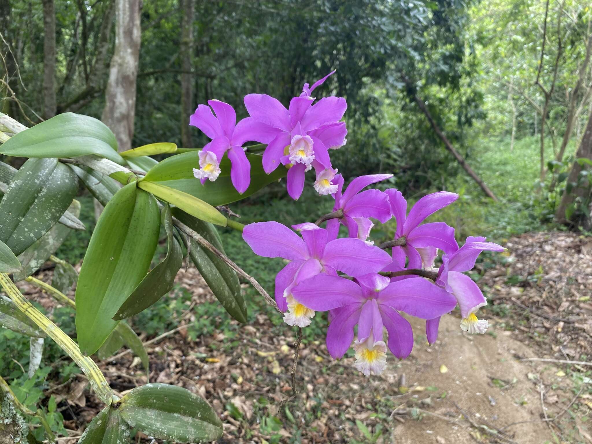 Image of Harrison's Cattleya