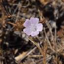 Imagem de Malva hispanica L.