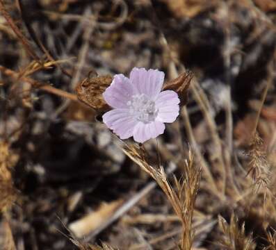 Imagem de Malva hispanica L.