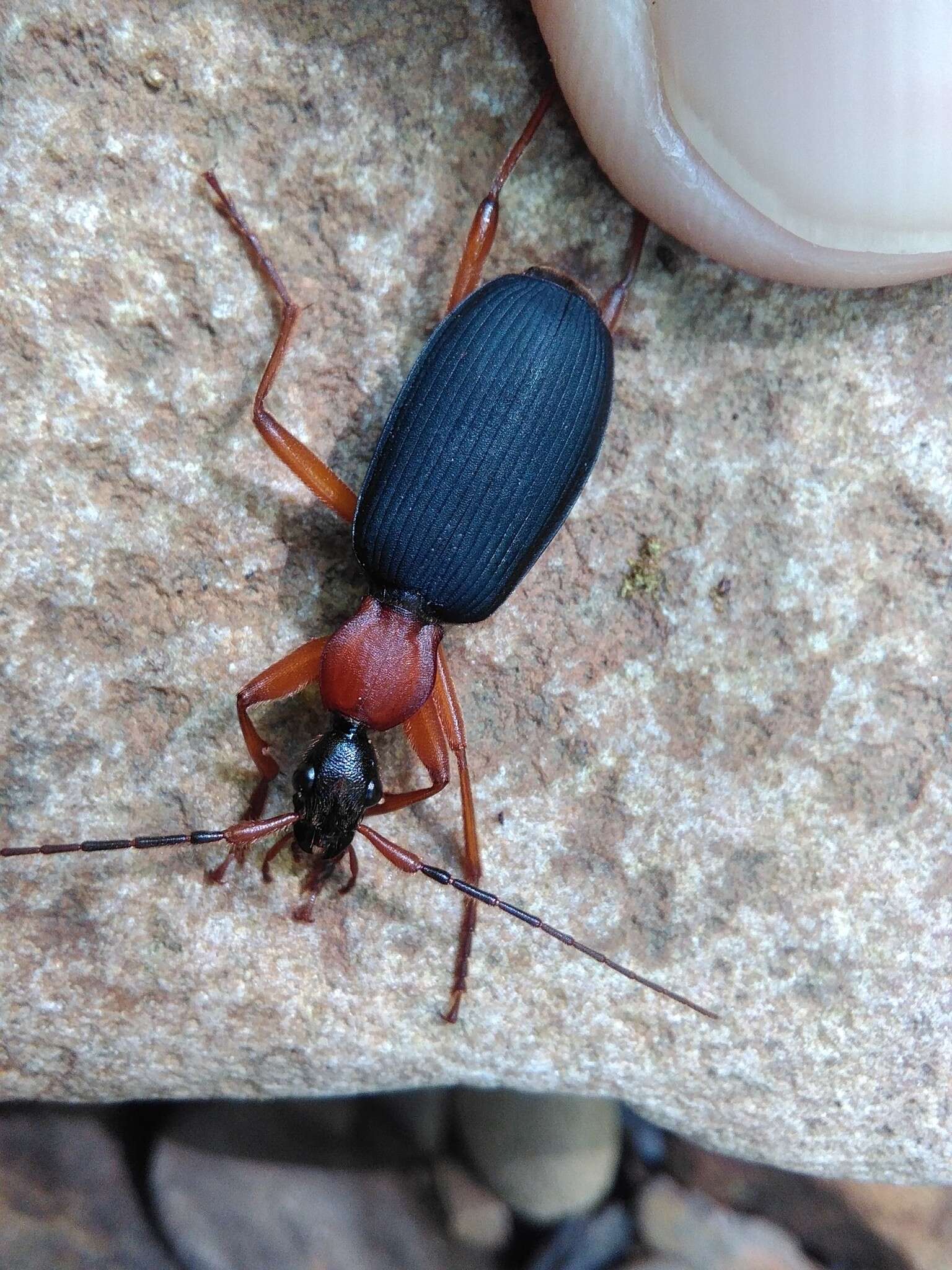 Image of Galerita (Progaleritina) bicolor (Drury 1773)