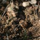 Image of Pelargonium caucalifolium subsp. caucalifolium