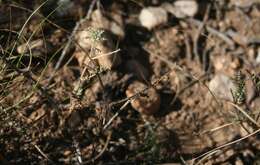 Image of Pelargonium caucalifolium subsp. caucalifolium