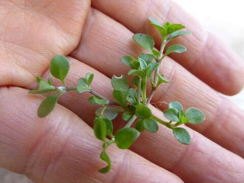 Image of fourleaf manyseed