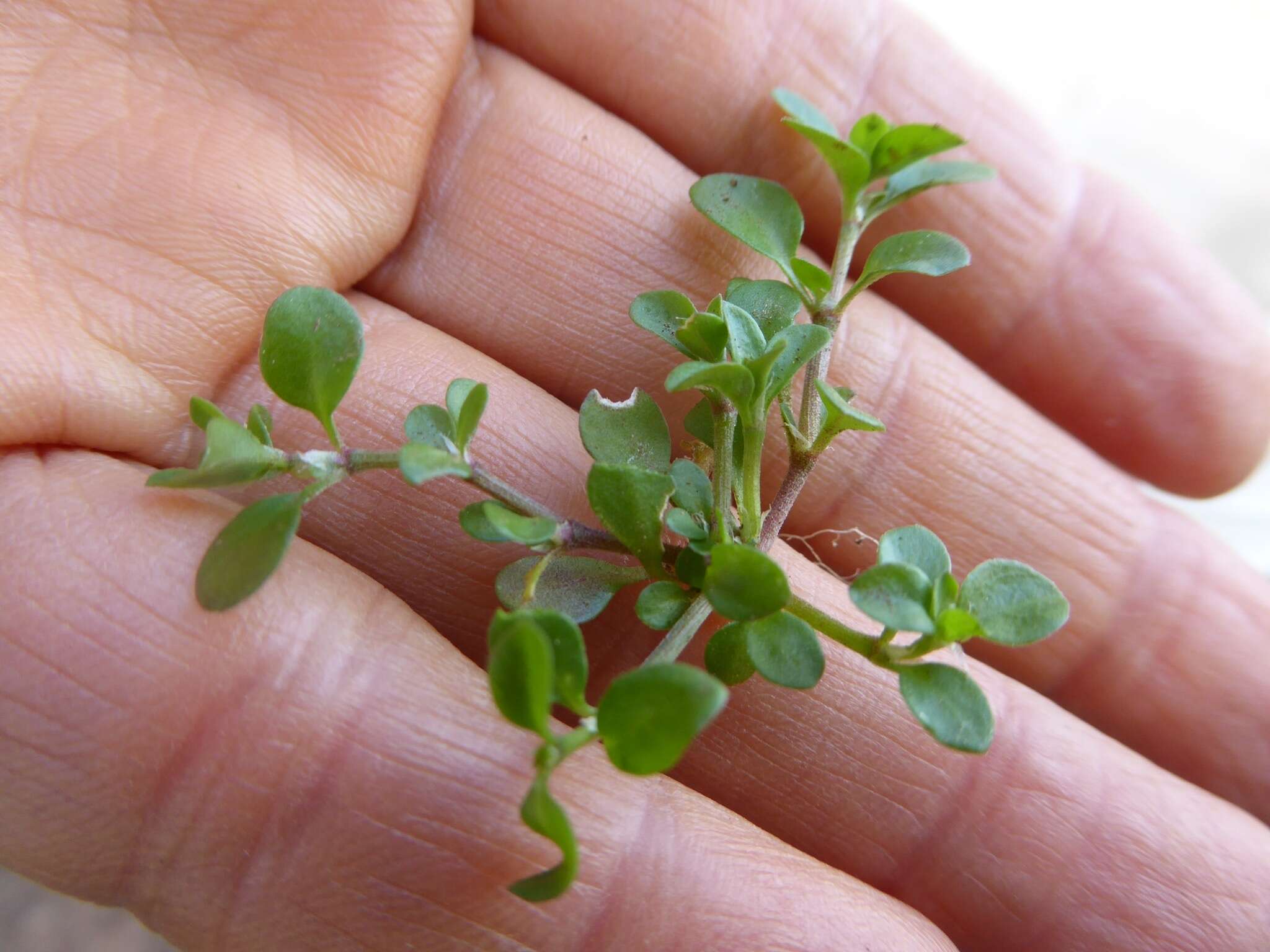 Polycarpon tetraphyllum subsp. tetraphyllum的圖片