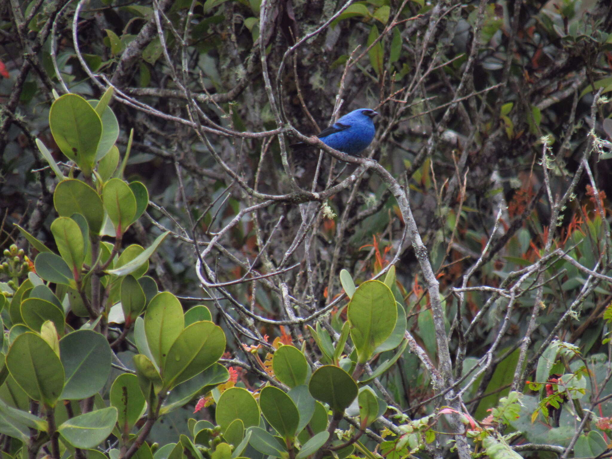 Image of Blue-and-black Tanager