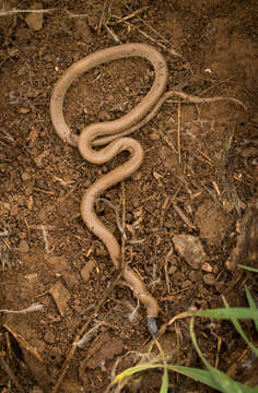 صورة Tantilla planiceps (Blainville 1835)