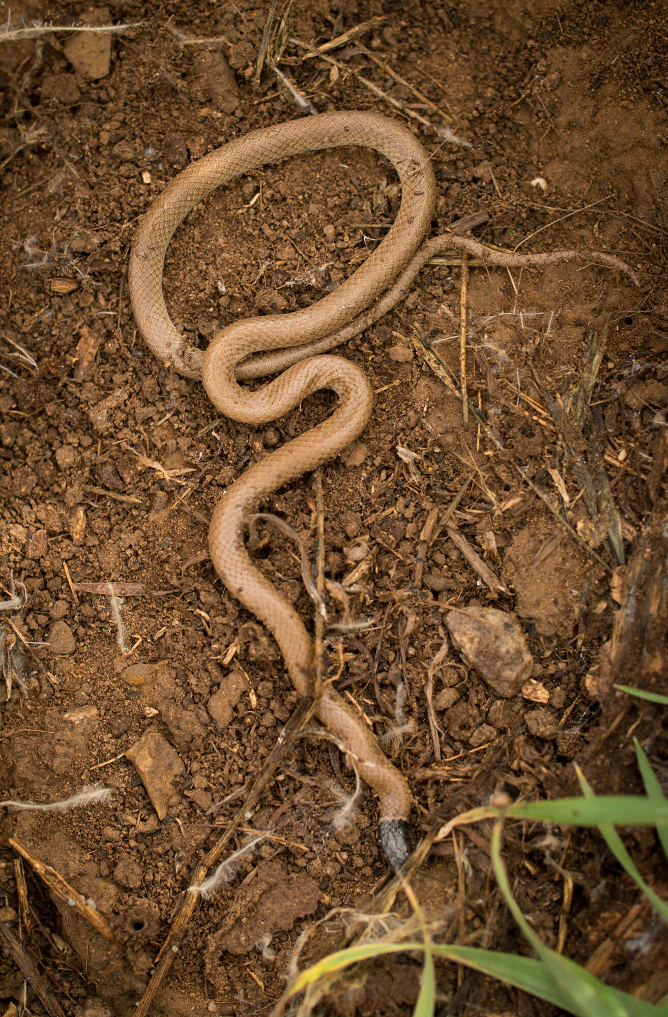 صورة Tantilla planiceps (Blainville 1835)