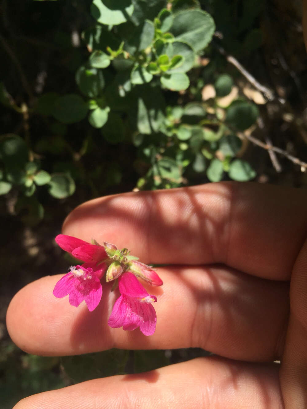 Слика од Penstemon newberryi Gray