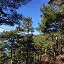 Sivun Pinus brutia var. pityusa (Steven) Silba kuva