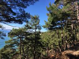 Imagem de Pinus brutia var. pityusa (Steven) Silba