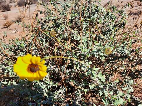 Image of Encelia asperifolia (S. F. Blake) C. Clark & D. W. Kyhos